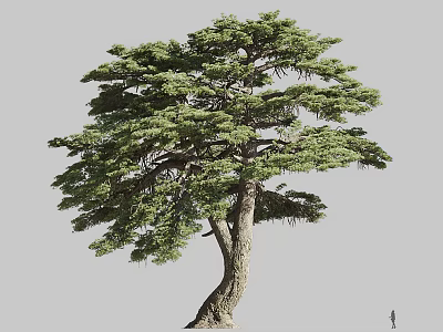 Tall Arbor With Curved Trunk And Lush Green Foliage Next To Small Figure For Scale 3d model