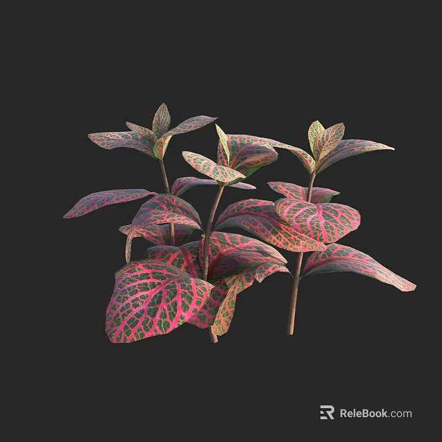 Pink And Green Variegated Foliage Plants With Colorful Leaves Against Black Background 3d model 
