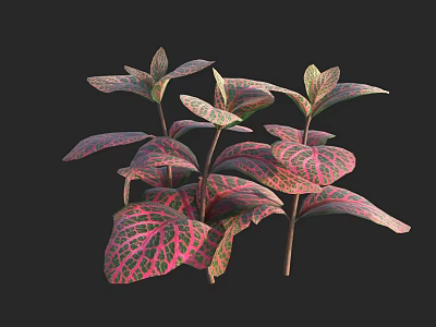 Pink And Green Variegated Foliage Plants With Colorful Leaves Against Black Background 3d model