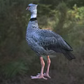 Gray Flying Bird With Red Beak And Long Pink Legs Standing On Grassland