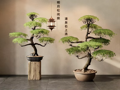Traditional Pine Bonsai Potted Plants In Ceramic Pots With Wooden Display Stands 3d model