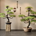 Traditional Pine Bonsai Potted Plants In Ceramic Pots With Wooden Display Stands