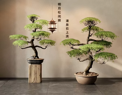 Traditional Pine Bonsai Potted Plants In Ceramic Pots With Wooden Display Stands 3d model