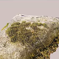 Natural Stone and Wood Elements in Outdoor Setting with Green Moss and Grass