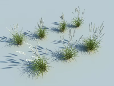 Green Shrubs With Slender Leaves And White Spikes On Light Blue Background With Distinct Shadows 3d model
