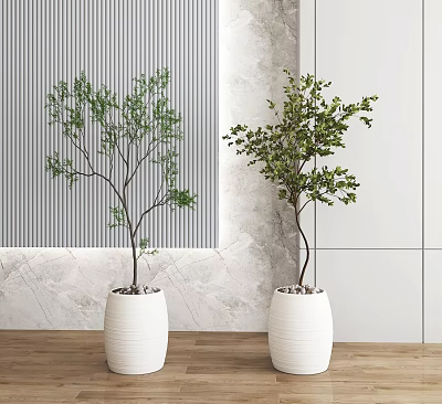 Indoor Bonsai Plants In White Pots With Striped And Marble Wall Background 3d model