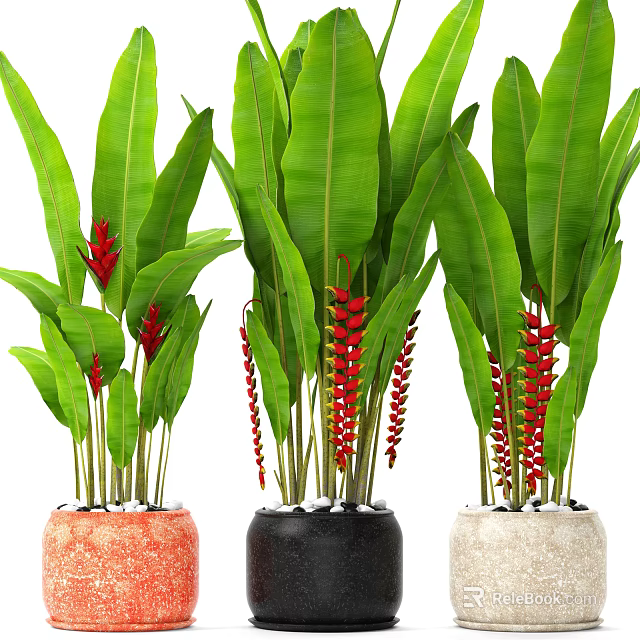 Decorative Potted Plants with Large Green Leaves Vibrant Red Flower Spikes and Various Colored Pots 3d model 