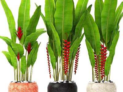 Decorative Potted Plants with Large Green Leaves Vibrant Red Flower Spikes and Various Colored Pots 3d model