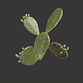 Cactus Plant with Flat Green Pads Small Yellow Red Fruits on Dark Reflective Background