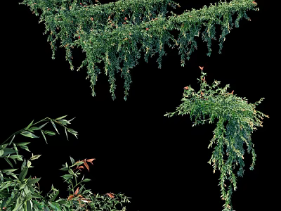 Lush Natural Pergola Adorned With Hanging Green Vines Bamboo And Foliage 3d model