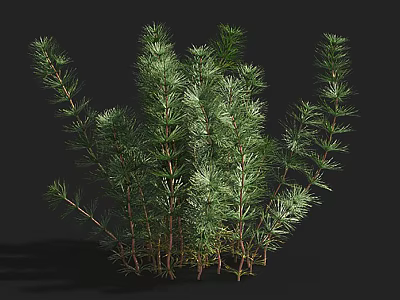 Aquatic Plants With Green Slender Stems And Lush Foliage In Natural Growth 3d model
