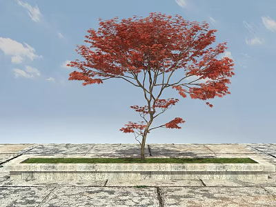Red Leaf Tree In Stone Planter With Blue Sky White Clouds And Stone Pavement 3d model