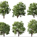 Various Arbor Trees With Green Foliage And Natural Shapes 3d model