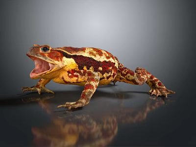 Vibrant Red And Yellow Patterned Toad With Open Mouth On Glossy Surface Showing Reflection 3d model