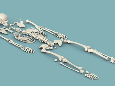 Medical model of human skeleton 3d model