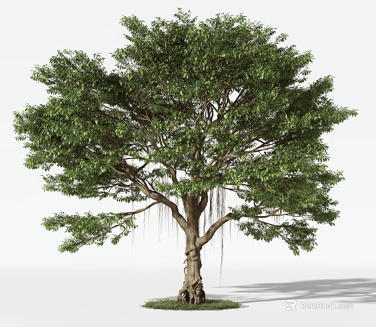 Majestic Arbor With Lush Green Foliage Strong Trunk And Hanging Roots 3d model 