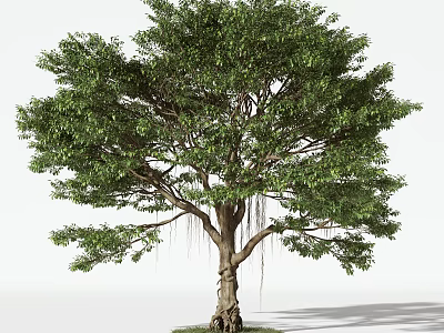 Trees Arbor 3d model