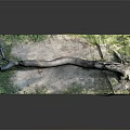 Natural Curved Wood Branch Decorative Ornament On Green Gray Stone Base