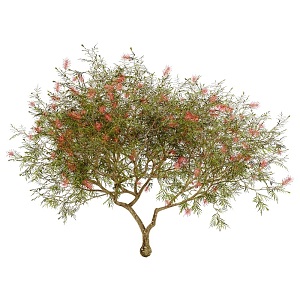 Grevillea small tree flower 18 3d model