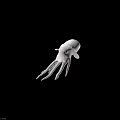 White Marine Octopus Aquatic Animal With Long Tentacles And Distinctive Eyes