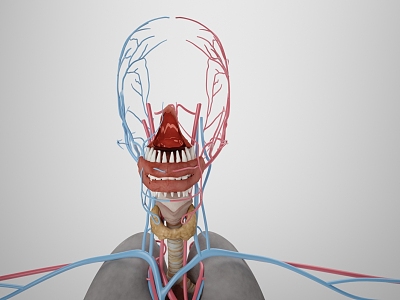 modern human blood vessels model