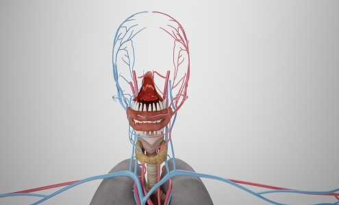 modern human blood vessels 3d model