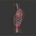 Human Thoracic Cavity Anatomical Model With Heart Blood Vessels And Rib Cage