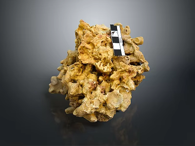 Yellow Coral Formation With Checkerboard Scale In Marine Aquatic Animal Habitat 3d model
