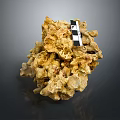 Yellow Coral Formation With Checkerboard Scale In Marine Aquatic Animal Habitat