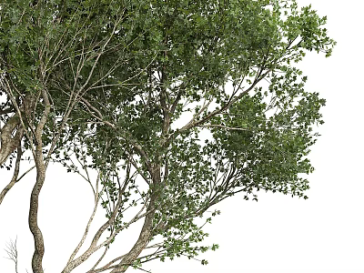 Healthy Gorgeous Arbor Showcasing Lush Green Foliage Dense Branches and Strong Thick Trunk 3d model