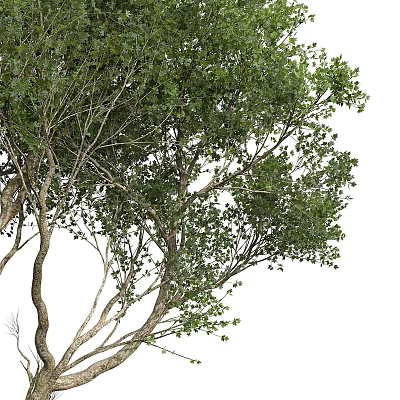 Healthy Gorgeous Arbor Showcasing Lush Green Foliage Dense Branches and Strong Thick Trunk 3d model