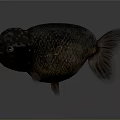Unique Aquatic Fish With Dark Body Spotted Head Prominent Eyes And Fins