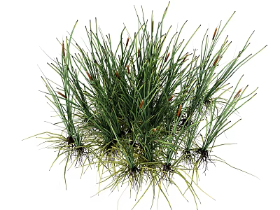 Lush Green Decorative Grass With Long Slender Leaves And Bushy Roots For Home Decoration 3d model