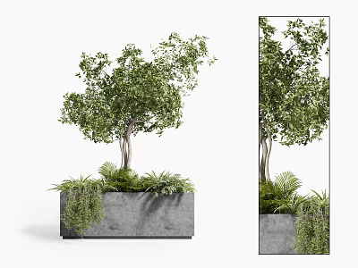 Bonsai Potted Plant In Concrete Planter With Lush Green Leaves And Small Ferns 3d model