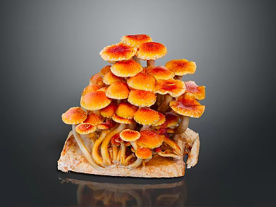 Vibrant Orange Red Mushrooms Growing On Wood With Red Edge Caps Forming Small Landscape 3d model