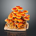 Vibrant Orange Red Mushrooms Growing On Wood With Red Edge Caps Forming Small Landscape