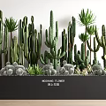 Cacti And Succulents Plant Combination In Black Rectangular Planter With Green Foliage