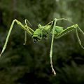 expansive heteropterous bird insect mantis 3d model