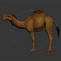 Single Hump Brown Camel Model Sculpture On Dark Reflective Surface 3d model