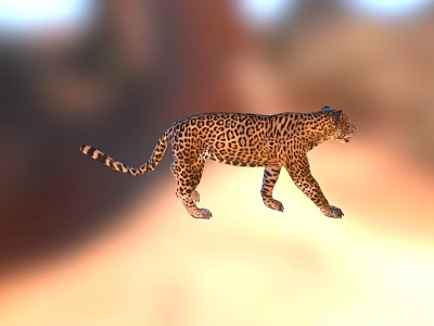 Graceful Spotted Leopard Walking In Sunlit Natural Habitat With Distinctive Fur 3d model