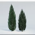 Two Tall Evergreen Arbor Trees with Lush Foliage on Light Background