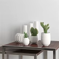 White Ceramic Vases With Cactus Plants On Wooden Table Against White Wall For Home Decor