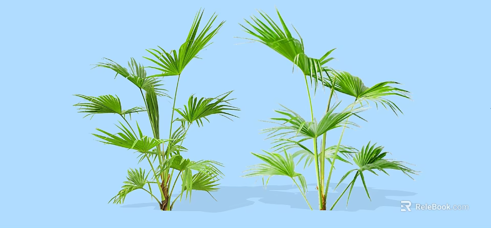 Two Green Palm Shrubs With Large Leaves Against Light Blue Background 3d model 