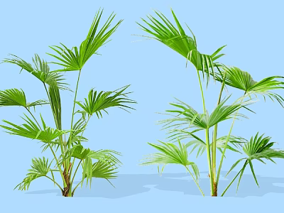 Two Green Palm Shrubs With Large Leaves Against Light Blue Background 3d model