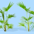 Two Green Palm Shrubs With Large Leaves Against Light Blue Background