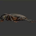 Large Long Horned Beetle With Gray Body Orange Edges And Legs On Dark Background