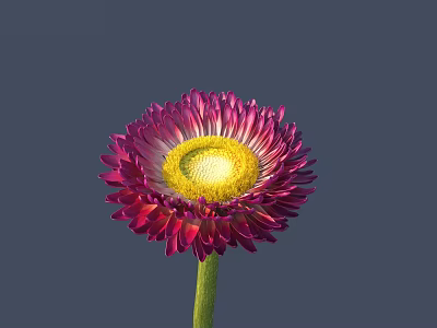 Vibrant Purple Pink Flower With Yellow Center And Green Stem On Gray Background 3d model