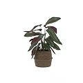Potted Plant with Red and Green Leaves in Woven Texture Pot for Indoor Decoration