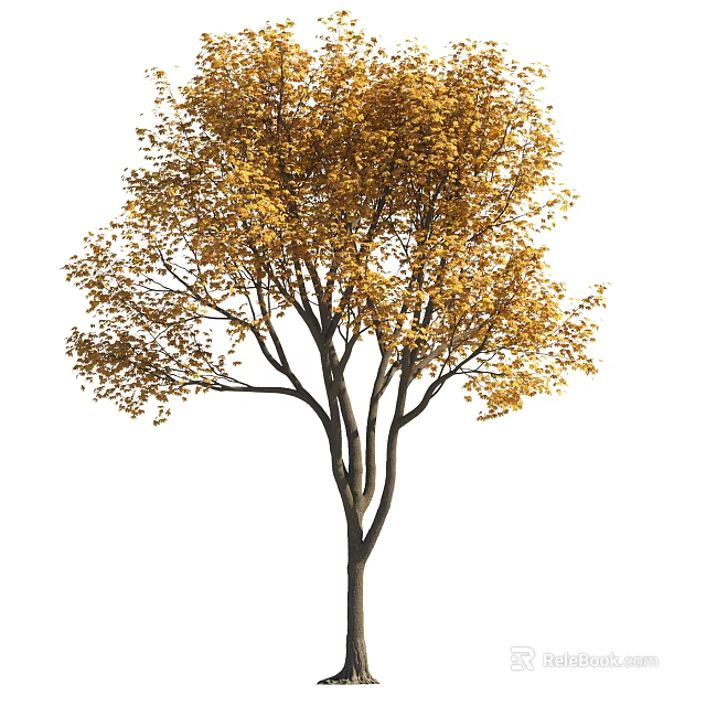 Golden Leaf Deciduous Arbor With Tall Trunk And Spreading Branches In Sunlight 3d model 