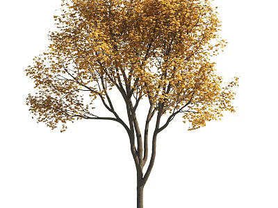 Golden Leaf Deciduous Arbor With Tall Trunk And Spreading Branches In Sunlight 3d model